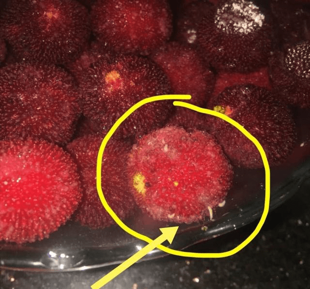 杨梅怎么洗才干净?只用盐水远远不够,加"它"才能把虫子逼出来