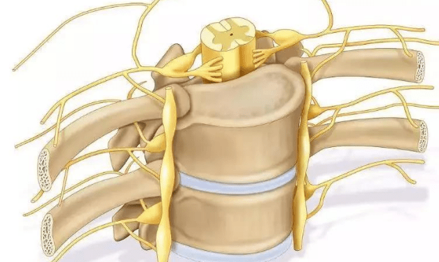 脊髓损伤?"扶正生髓汤"?