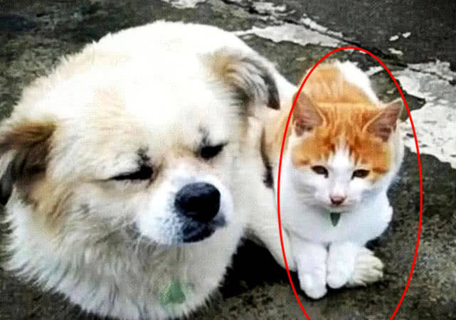 猫咪爬在狗狗的脚上,狗狗被吓得瑟瑟发抖,一看猫眼神男子笑坏