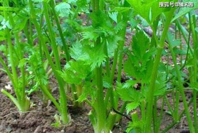 什么时间种植芹菜 aca2883049b840388217b64a6997e37d.jpeg