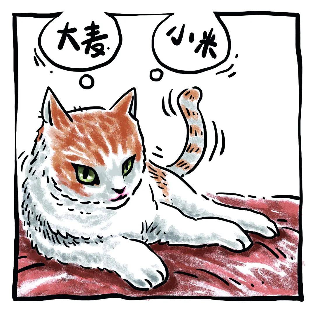 给猫取名有讲究 你家猫的名字什么来由 田犬