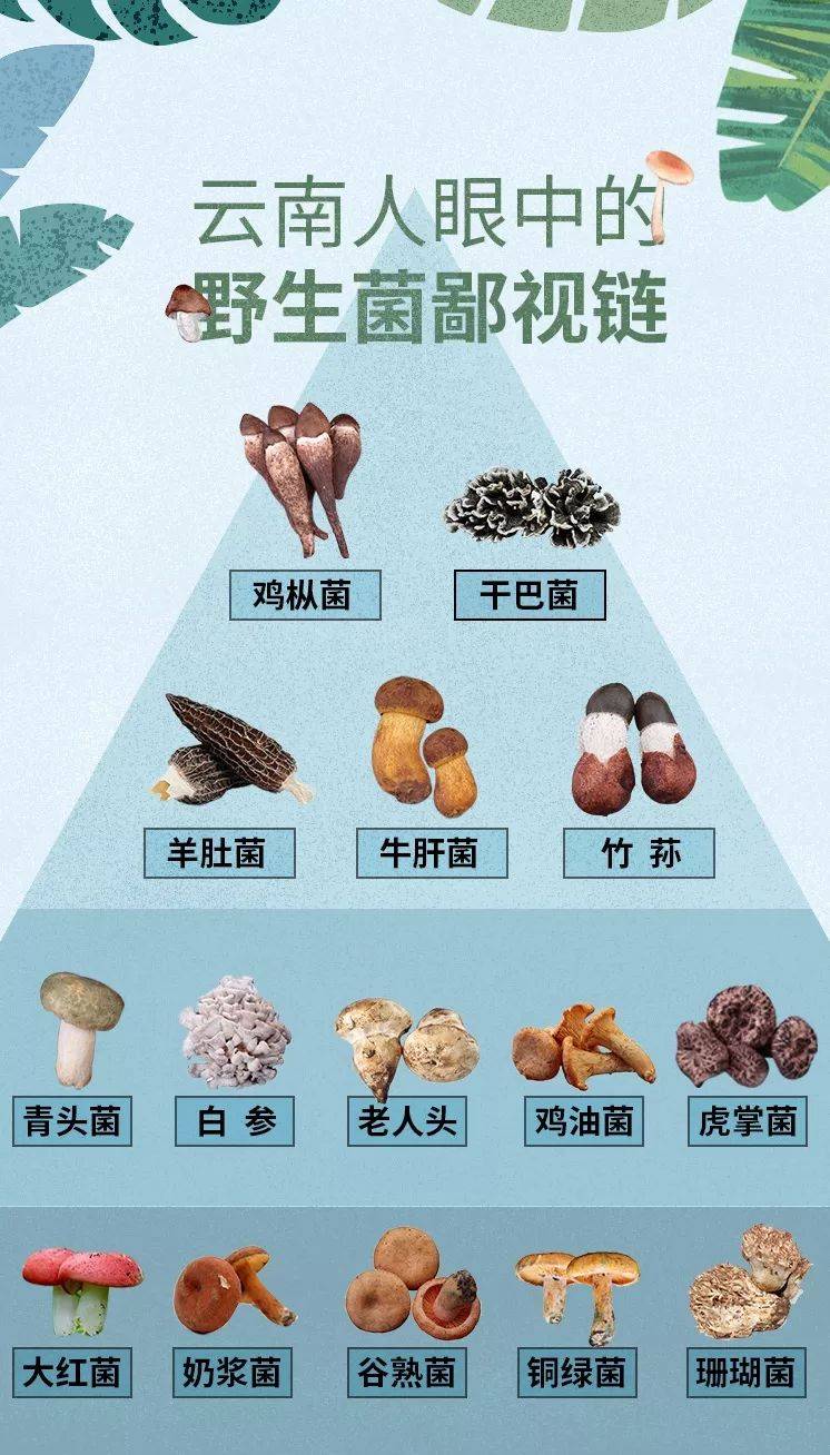 为菌"滇狂,云南人吃菌欲望究竟有多强?