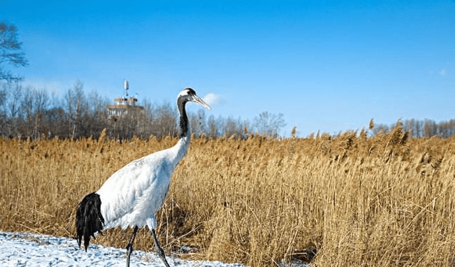 齐齐哈尔市曾经gdp_齐齐哈尔市地图(2)