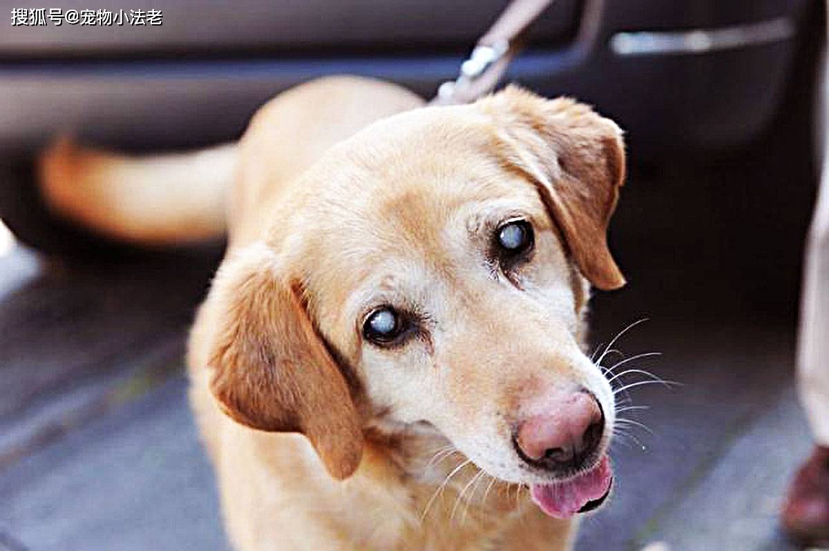 犬の白内障も手術で治療できます。