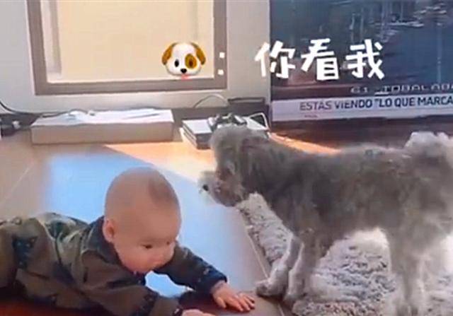 婴儿|上前顶了顶孩子后，被宝宝的臭味吓跑了狗狗教导婴儿爬行未果