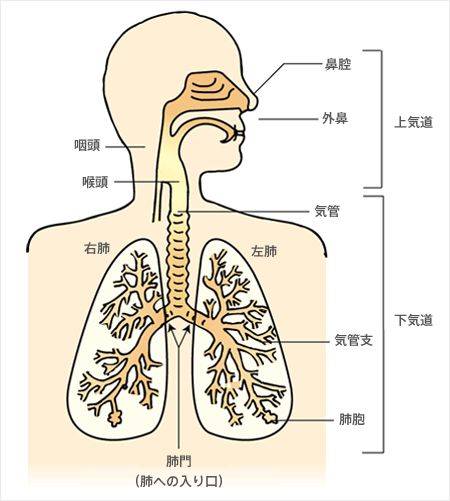 宝宝咳嗽,为什么医生反对止咳?_呼吸道