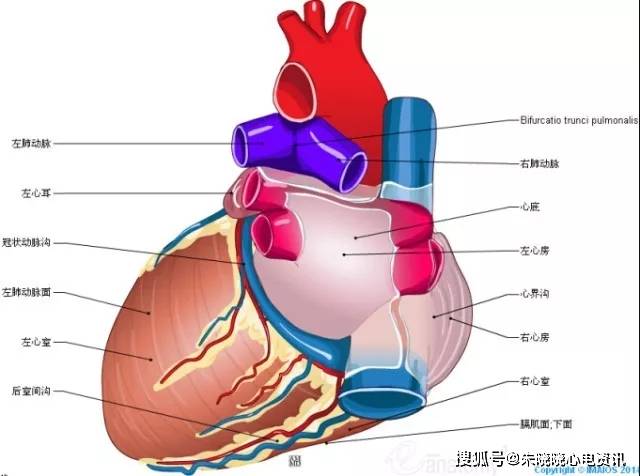 明明白白我的心心脏解剖图