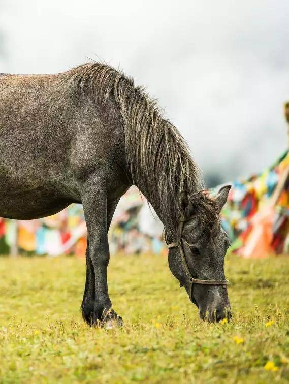 四川最美的地方排行榜_四川旅游景点排名前十名四川景点排行榜前十名有哪些