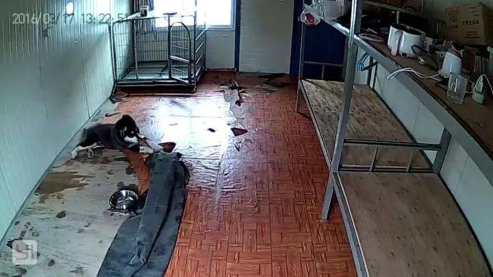 狗狗独自在家都干了些什么？