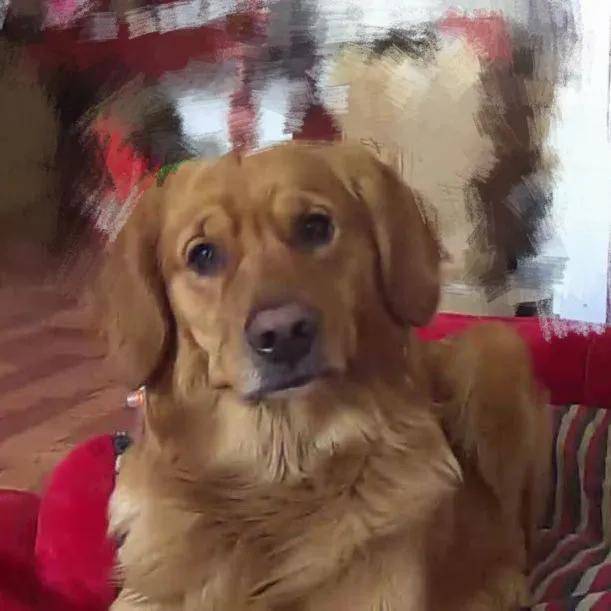 狗狗独自在家都干了些什么？