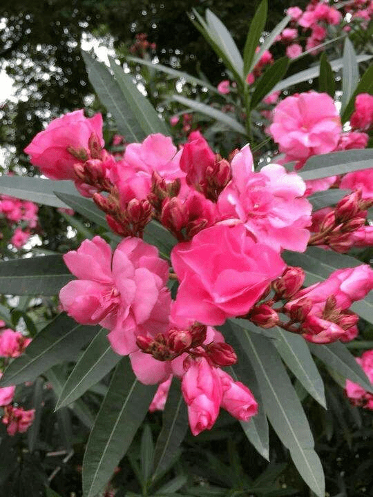 汁液|4种花有毒，让孩子远离汁液家里养孩子要注意