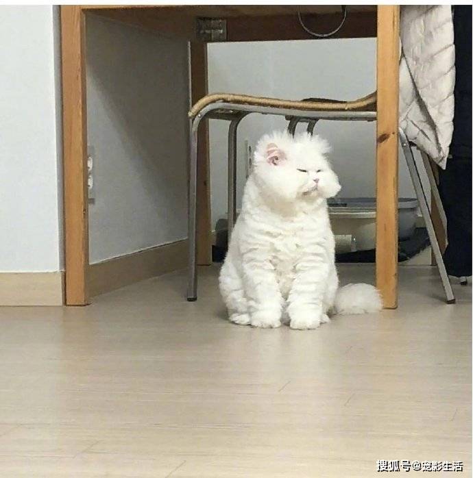 这是一只刚刚起床的小懒猫,依旧睡意绵绵,萌萌哒