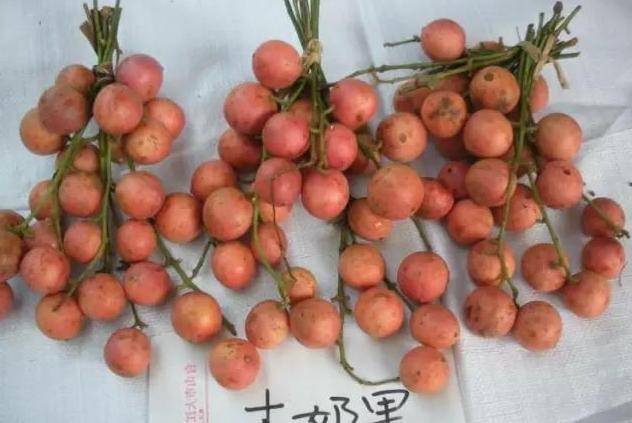 滇国往事丨农作·食丨云南这些奇葩水果,有一半连本地人都不知道