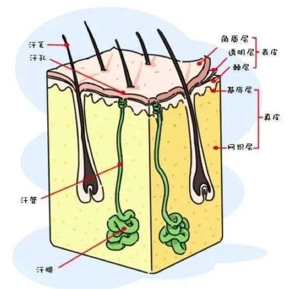 护理|宝宝身上的湿疹和痱子分清了吗？夏天已到