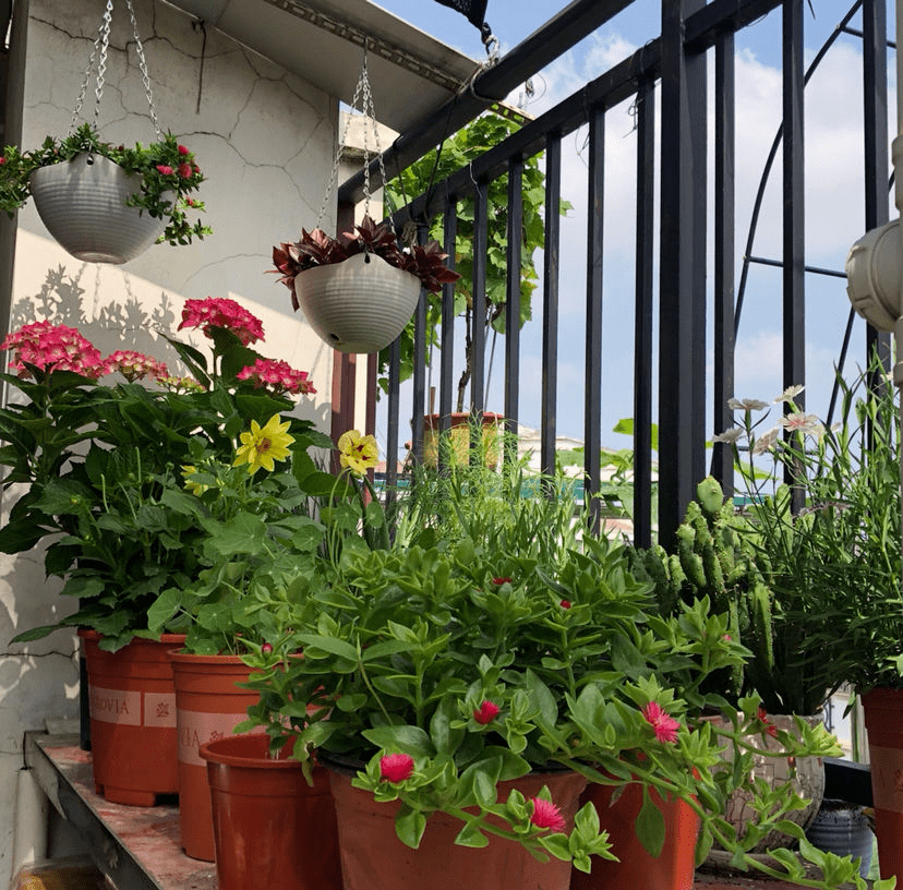 北阳台养花,选对植物,也能造个小花园!