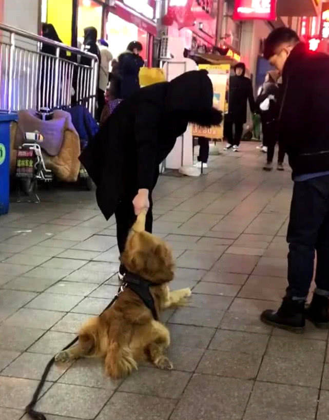 原创女主逛街太能磨,金毛累到趴地耍赖皮,汪:铲屎的下次别叫我
