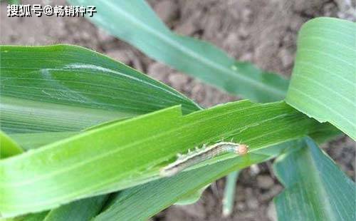 玉米螟虫的发生规律危害防治时间及措施