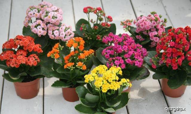 什么花好看又好养长寿花 396a017159cd4d9e9597bf22d9975016.jpeg