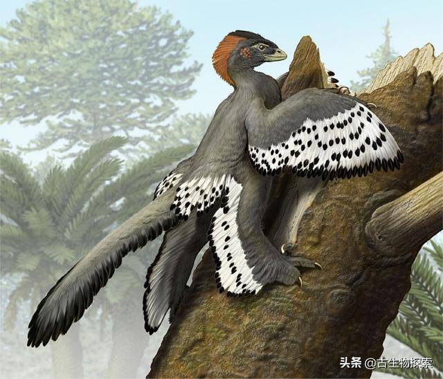 最近有一批科學家在緬甸琥珀裡挖掘到了大量恐龍羽毛，羽毛形狀保存良好 娛樂 第13張