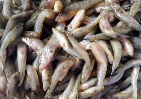 小鱼怎么处理 69ee38aaa04646a0949e7b57d88d9f4a.jpeg