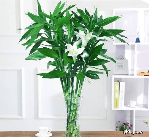 富贵竹几天换水最合适 6b5a62fc1b3e495ab5279b4dccf3c5ee.jpeg