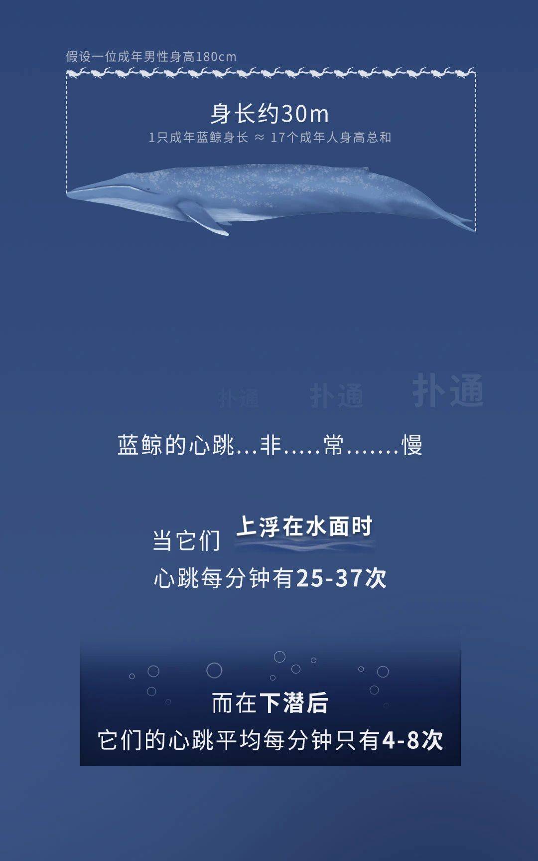 鲸落万物生曲谱_一鲸落万物生图片