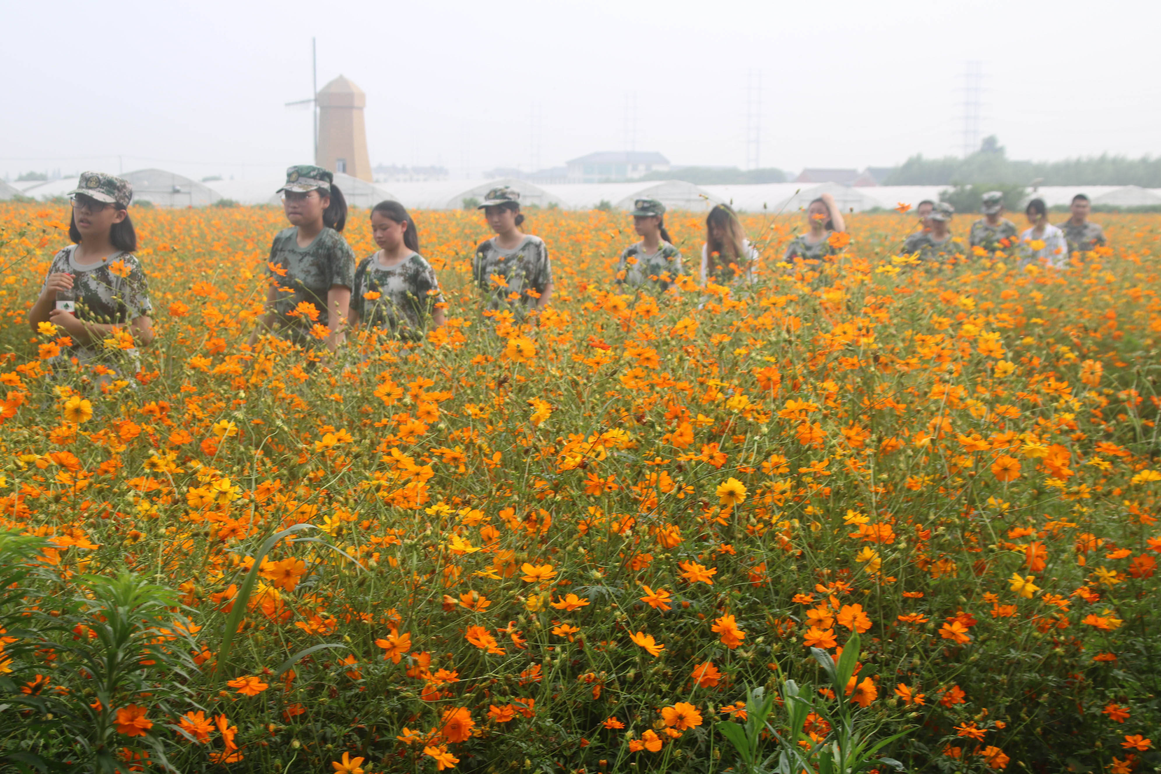 苏州市灵峰牧谷农场:看花海烂漫 赏田园风光