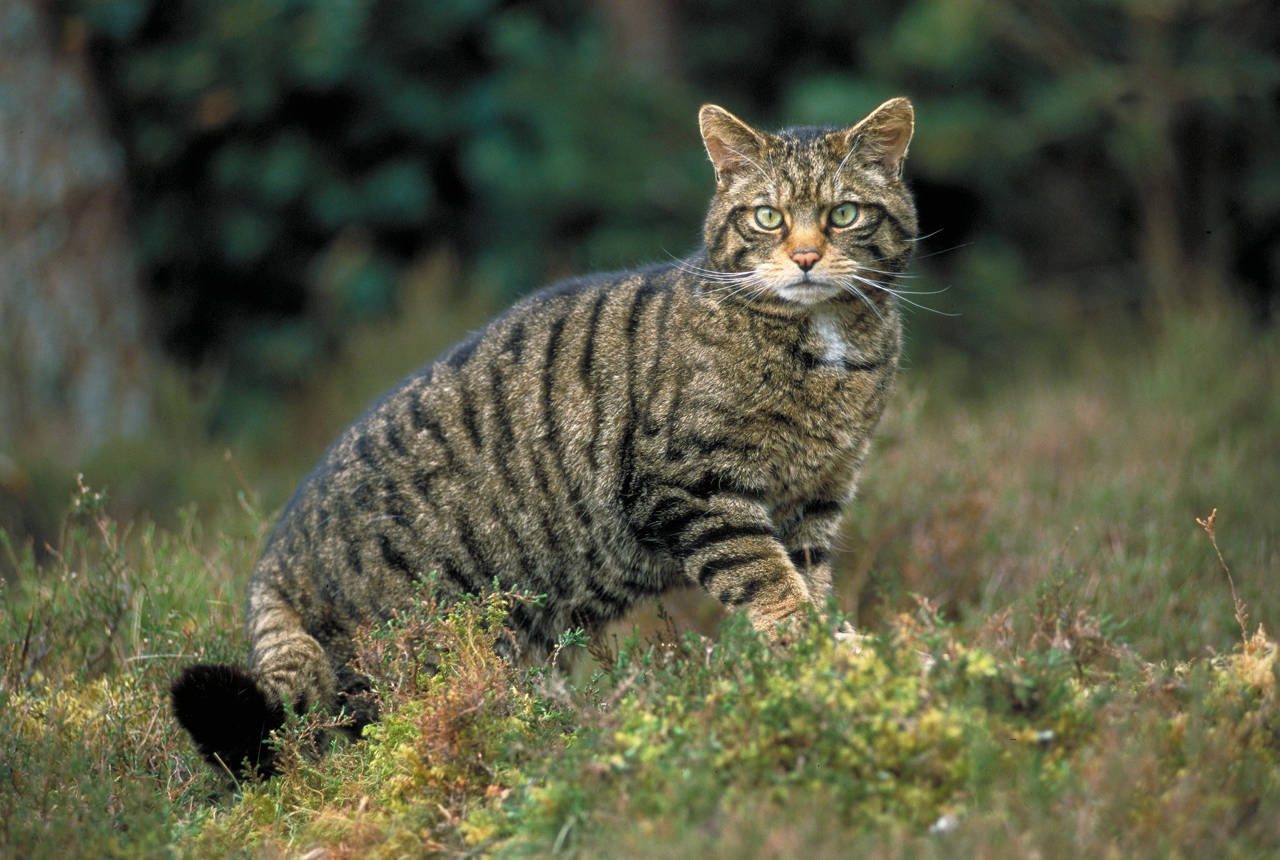 这3只苏格兰野猫承载着这个脆弱的野猫亚种的未来,但它们至今还没有