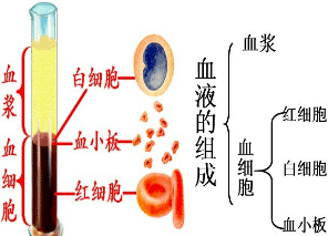 什么病需要血液循环 638a4696b1884969a6d7f4018f006785.png