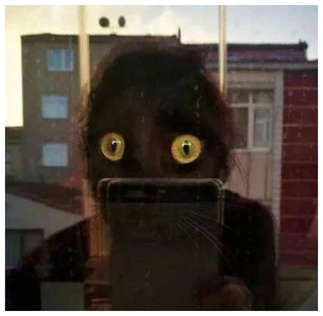 ▼ 把一张猫咪照片拍得这么恐怖也不容易.