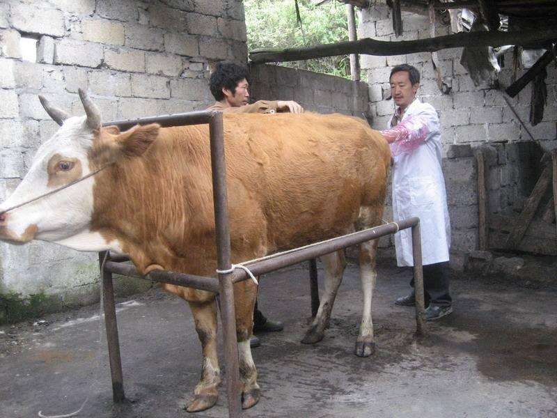 母牛生产时失水较多,在牛犊出生后应尽快补充水分.