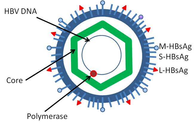 一种情况表面抗原携带，是指e抗原阴性、hbv-dna阴性，只是表面抗原阴性。