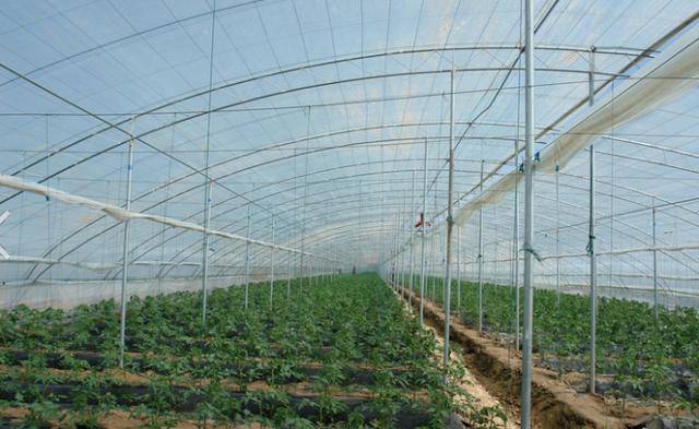 现在大棚种什么菜好 5339c2b6ac294d9b804e55f5ab43a713.jpeg