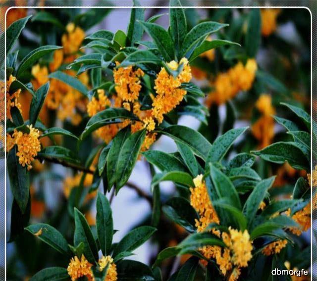 叶子最好看的桂花 ab4add66c81b43b1a4ab119bbc350c37.jpeg