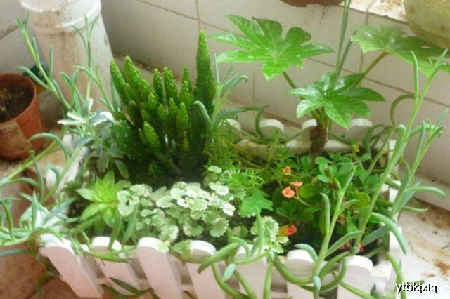 什么可以做花肥料 f4666c0e2ccd4c9885174cfff7a6920b.jpeg