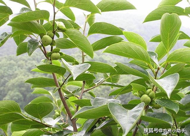 发财树多久施一次肥比较合适 fd627587af944c8f9b7d6ee61d31569b.jpeg
