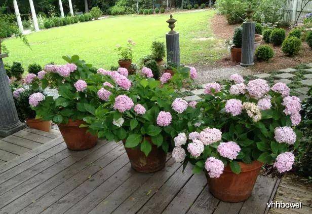 阳台适合种什么植物有讲究 3101aead87dd4df98b3d8ae50b6d4685.jpeg