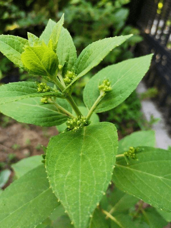花友|那是因为没注意4点,现在学还来得及买回家的花总消苞