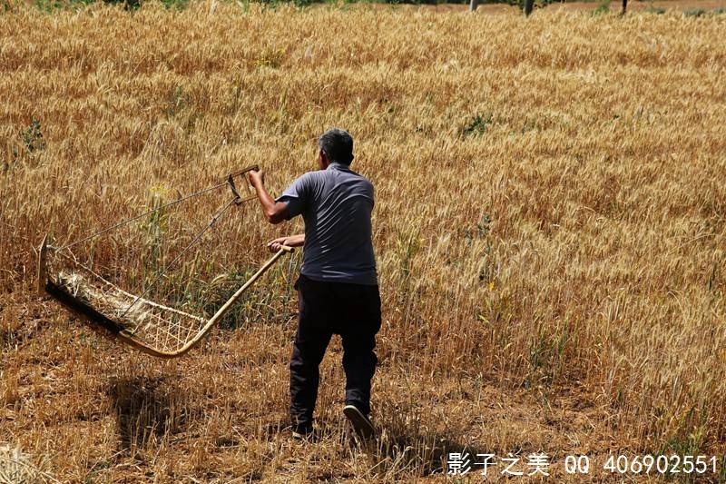 "掠子" 割麦神器 晋南垣曲传统麦收工具