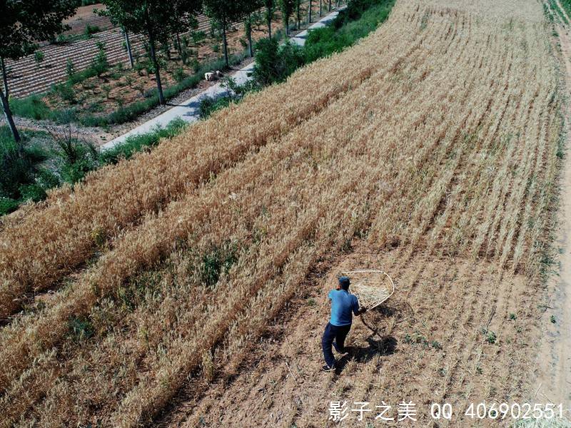 "掠子" 割麦神器 晋南垣曲传统麦收工具