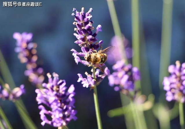 金牛座是一個非常缺愛的人 星座 第1張