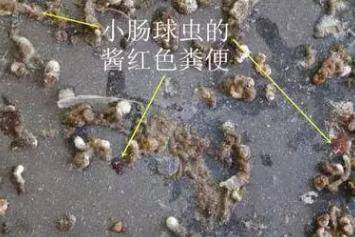 不知球虫危害,养鸡输一半,散养土鸡多发球虫病,应该如何解决?