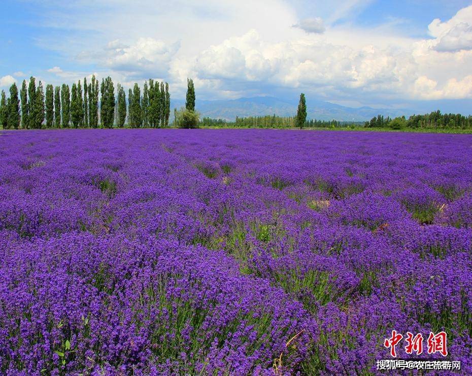 新疆伊犁霍城县和新疆生产建设兵团第四师六十五团的薰衣草种植基地