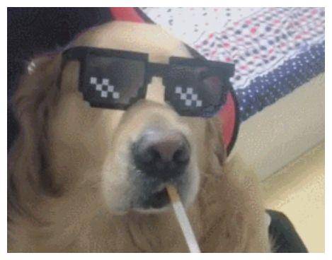 狗狗坐电脑前装大爷,戴着墨镜又叼着烟,狗界的大佬!