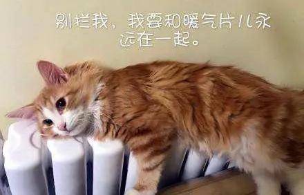 猫猫中暑怎么办