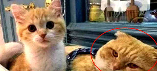 可以咬猫的脸吗 c1e1dff5677f479f9998d482386fc15c.jpeg