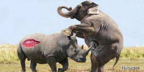原创都是非洲草原上的大吨位动物,河马vs犀牛,谁更厉害?