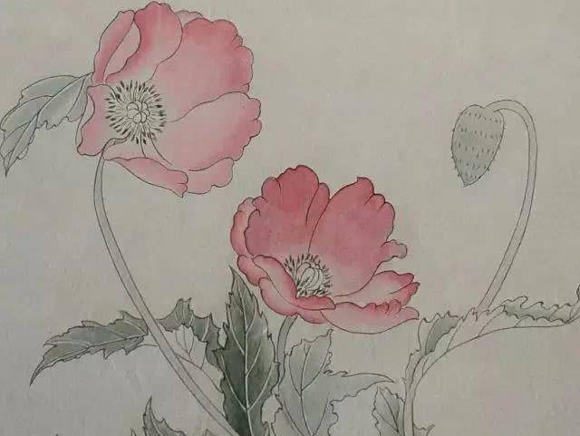 【国画教程】工笔虞美人花画法