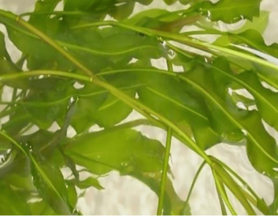 沉水植物|微齿眼子菜——鱼虾都爱它