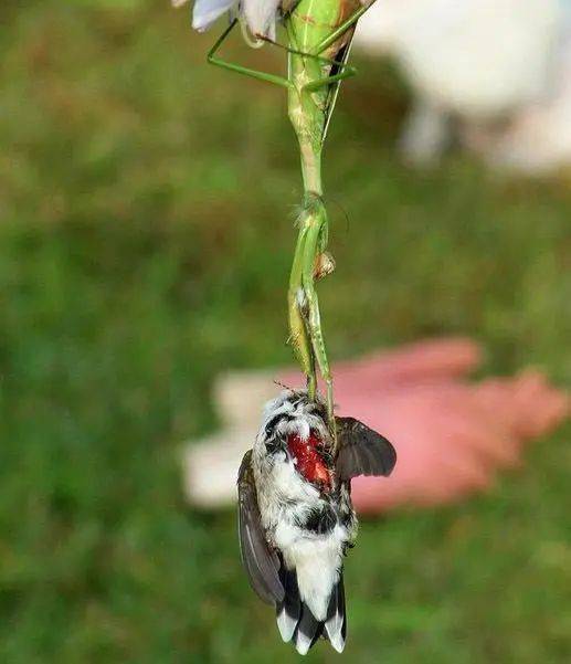 原创一组罕见的趣图螳螂捕猎蜂鸟彩色向日葵唯美冰窗花等